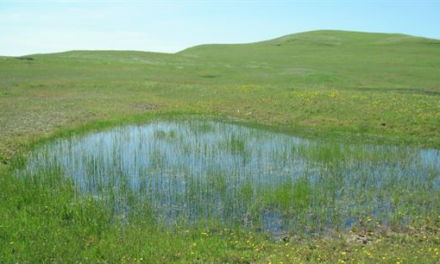 Company In California Agrees To Pay Clean Water Act Fines, Mitigate Impacts To Sensitive Streams And Wetlands