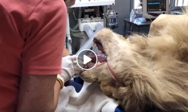 Lions Undergo Dental Care And Check-Ups At  San Diego’s Lions Tigers And Bears