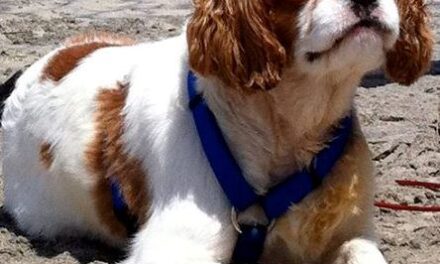 New Rules For dogs On Del Mar’s Beaches