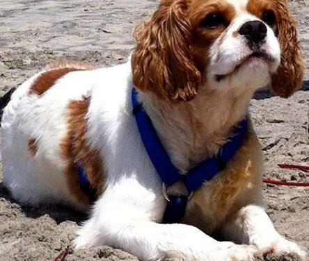 Rancho Coastal Humane Society launch QuaranTails pet photo contest