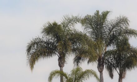 Palm Trees Removed As Part Of The Encinitas Coastal Rail Realignment