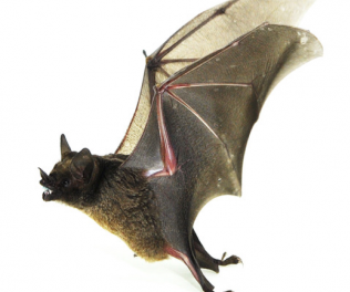 Bat Wing Muscles Specialize For Different Temperature Ranges