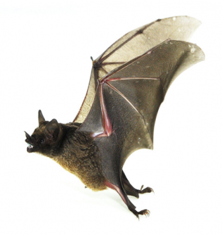Newswise: Bats.png