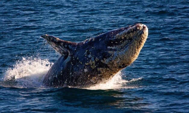 Whale Watching Kicks Off Adventure On The High Seas