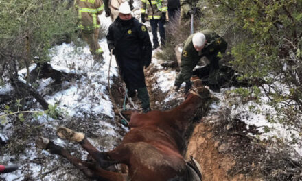 County Agencies Rescue Horse Stuck In Mud