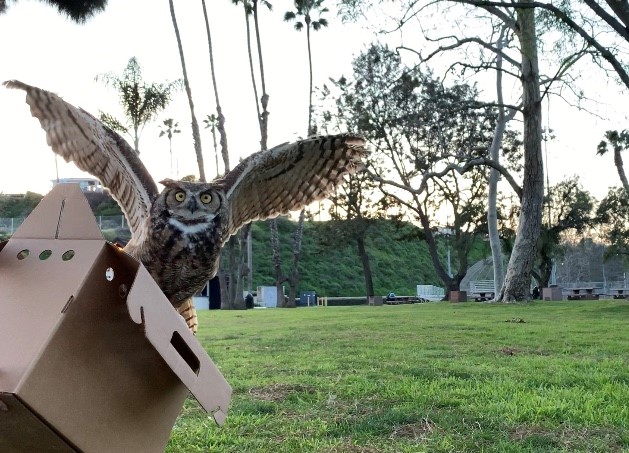 Great Horned Owl Released Back Into The Wild