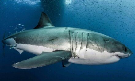 Great White Shark Genome Decoded