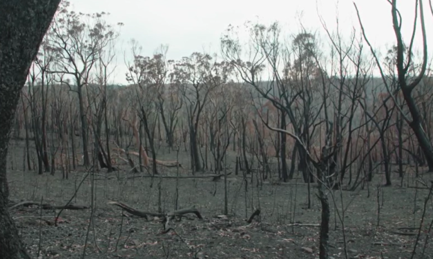 Researchers overwhelmed by wildfire destruction in Blue Mountains