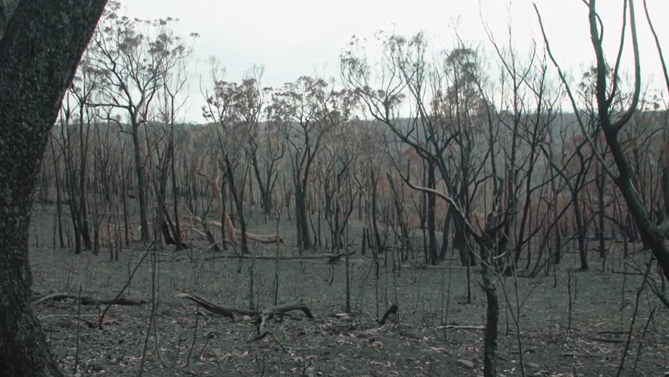 Researchers overwhelmed by wildfire destruction in Blue Mountains