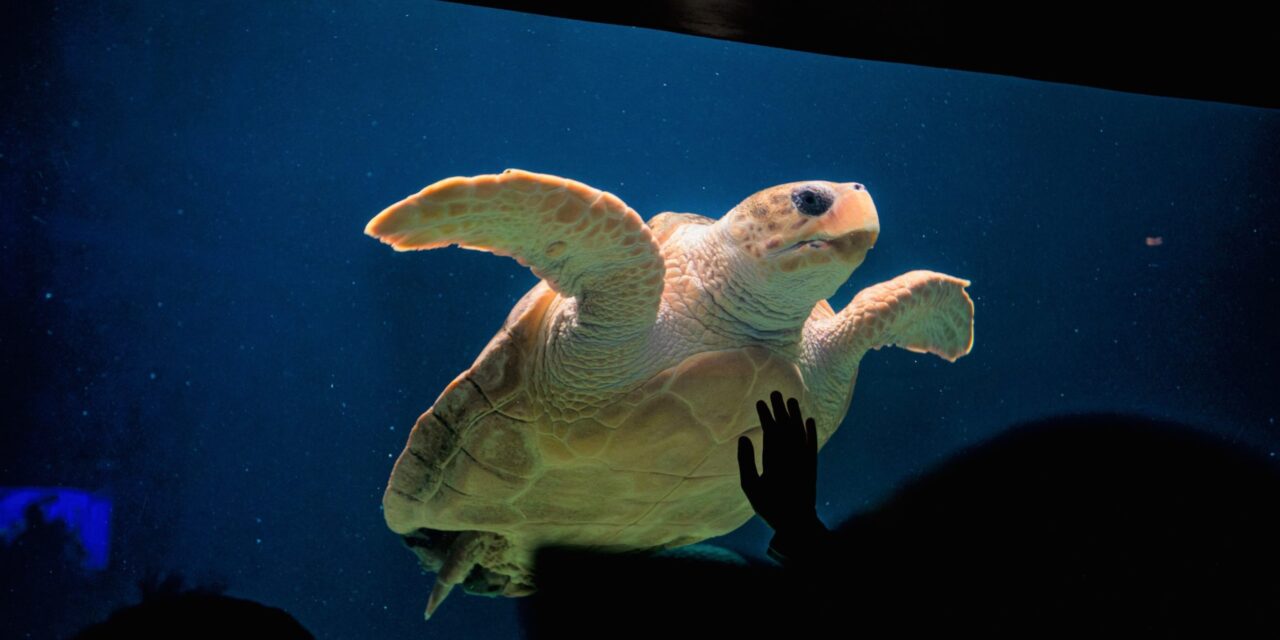 “Shell-ebrate” five years with Birch Aquarium’s sea turtle