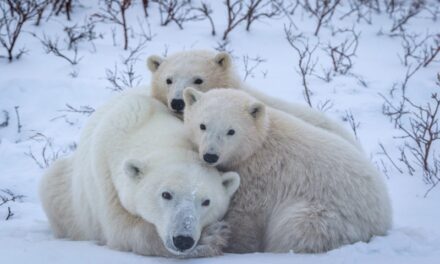 Climate change could shrink sea ice and affect polar bears