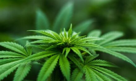 Youth cannabis vaping highest in medical marijuana states