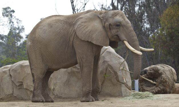 Father arrested for carrying 2-year-old inside San Diego Zoo elephant exhibit