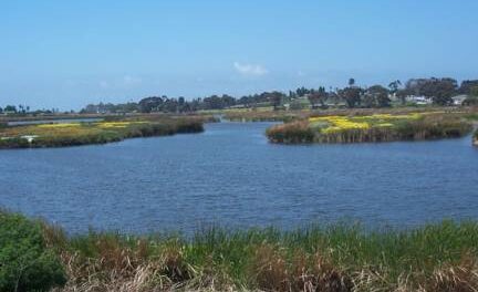Oceanside receives stream restoration grant for Buena Vista Creek improvements