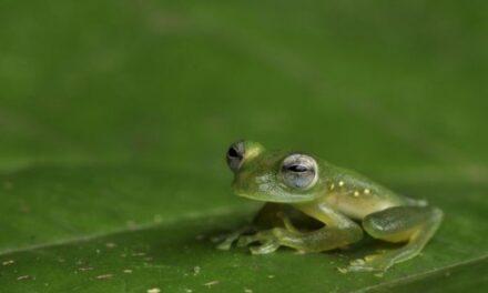 Scientists see through glass frogs’ translucent camouflage