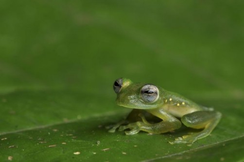 Scientists see through glass frogs’ translucent camouflage