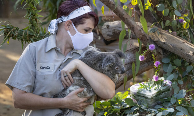 Koala Joey celebrates birthday at the San Diego Zoo
