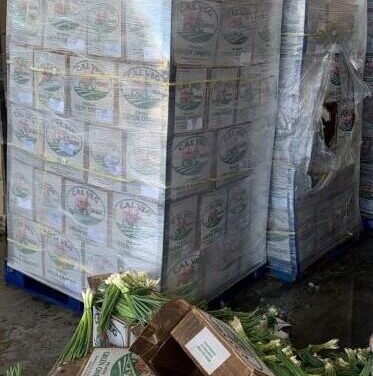 Feds uncover meth load hidden in a shipment of green onions