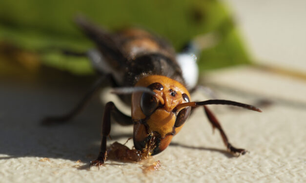 Washington State Department of Agriculture locate first giant hornet nest