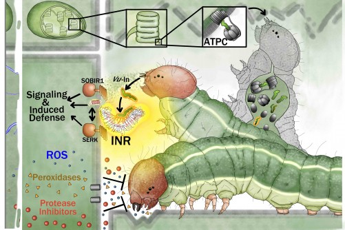 Researchers reveal switch used in plant defense against animal attack