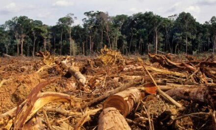 Deforestation drives disease, climate change
