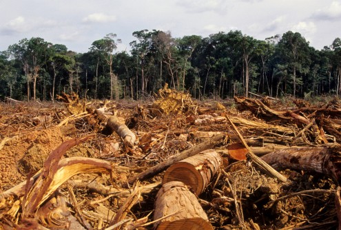 Deforestation drives disease, climate change