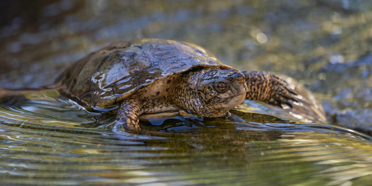 A coalition of conservationists team up to rescue turtles from wildfire-damaged habitats
