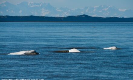 Study sheds light on the critically endangered beluga whale population