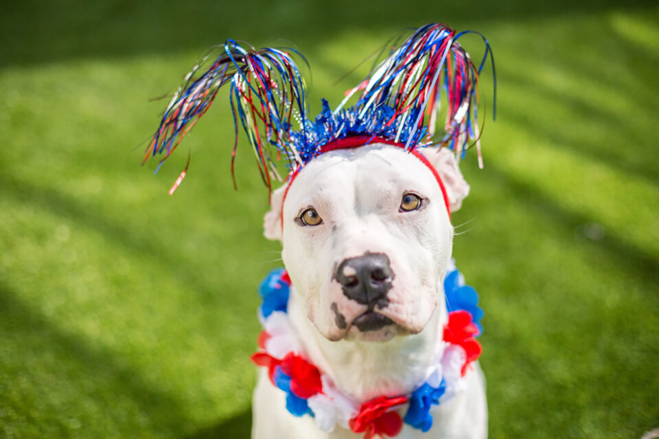 Pet owners: Secure, calm your pets during fireworks