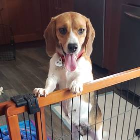 Animal lovers across San Diego region request adoption information for rescued beagles