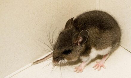 Deer mouse tests positive for hantavirus near Pine Valley
