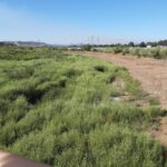Brush fire along Oceanside San Luis Rey Riverbed contained