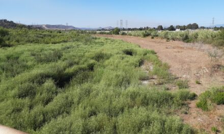 Brush fire along Oceanside San Luis Rey Riverbed contained