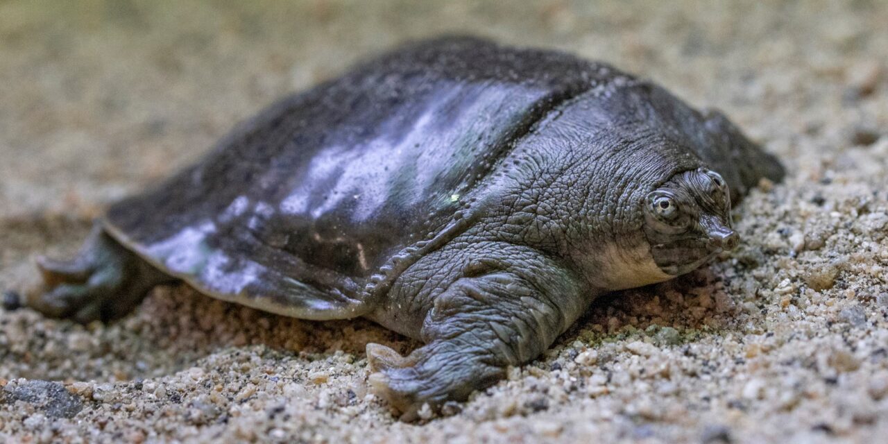 San Diego Wildlife Alliance to hatch endangered softshell turtles