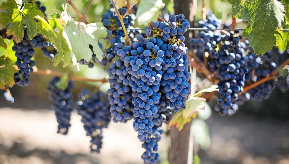 Dept. of Labor recovers lost wages for workers at CA grape farm