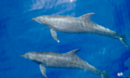Marine researcher identifies new bottlenose dolphin subspecies