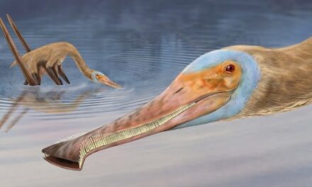 New pterosaur species with tiny hooked teeth discovered