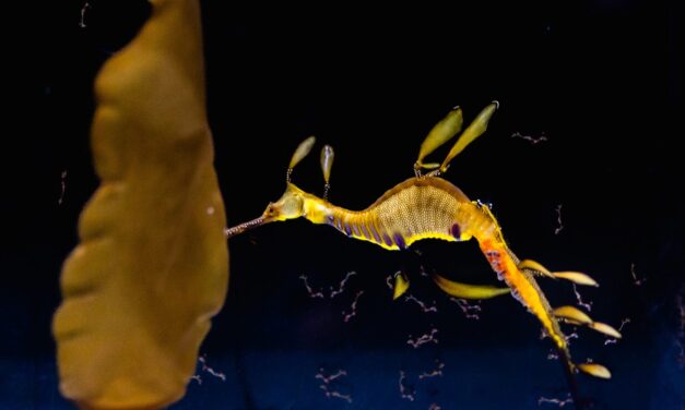 Birch Aquarium welcomes baby Weedy Seadragons