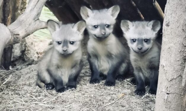 San Diego Zoo Safari Park welcomes three bat-eared Fox Kits