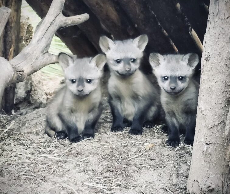San Diego Zoo Safari Park welcomes three bat-eared Fox Kits