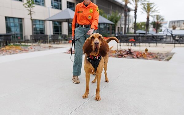 Search and Rescue K-9 Albert joins the Sheriff’s Department