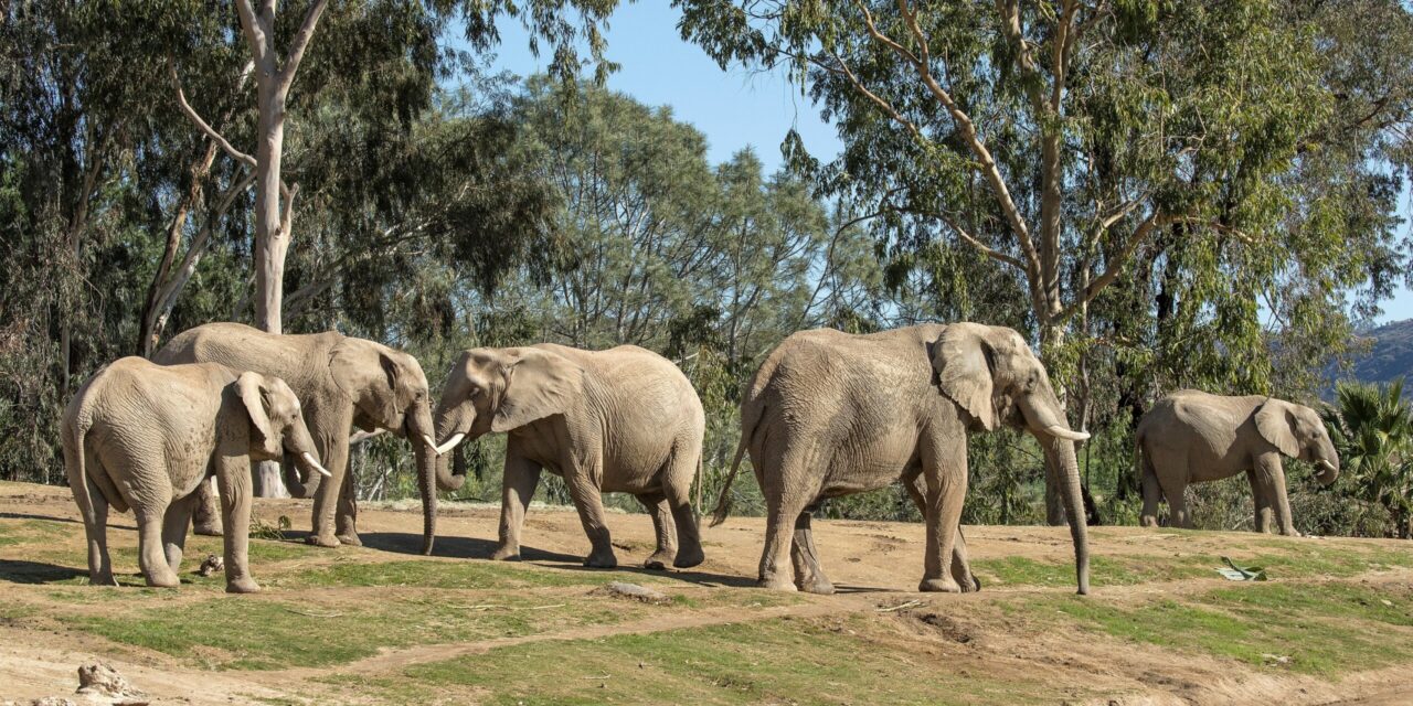 San Diego Zoo Safari Park announces Elephant Valley project in 50-year history