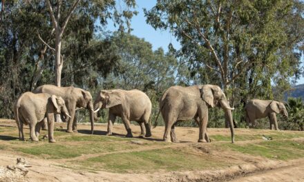 San Diego Zoo Safari Park announces Elephant Valley project in 50-year history
