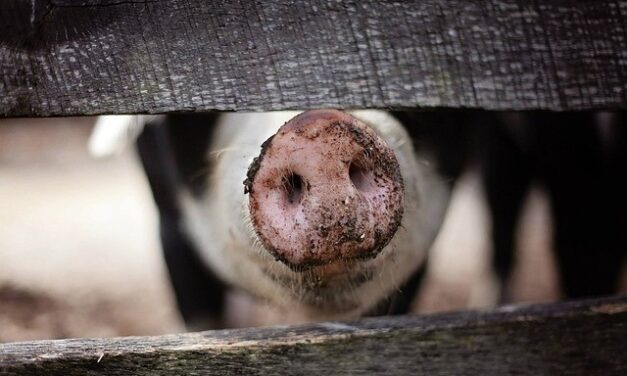 CDC reports two human infections with swine flu viruses