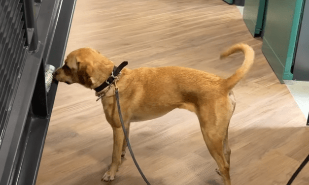 Probation Dept. welcomes new K-9 Narcotic Detection Team
