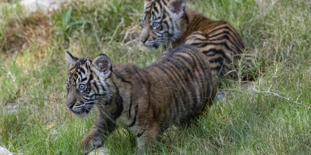 San Diego Zoo Safari Park debuts two endangered Sumatran tiger cubs