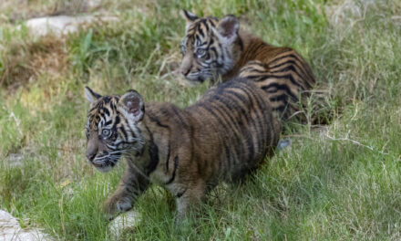 San Diego Zoo Safari Park debuts two endangered Sumatran tiger cubs