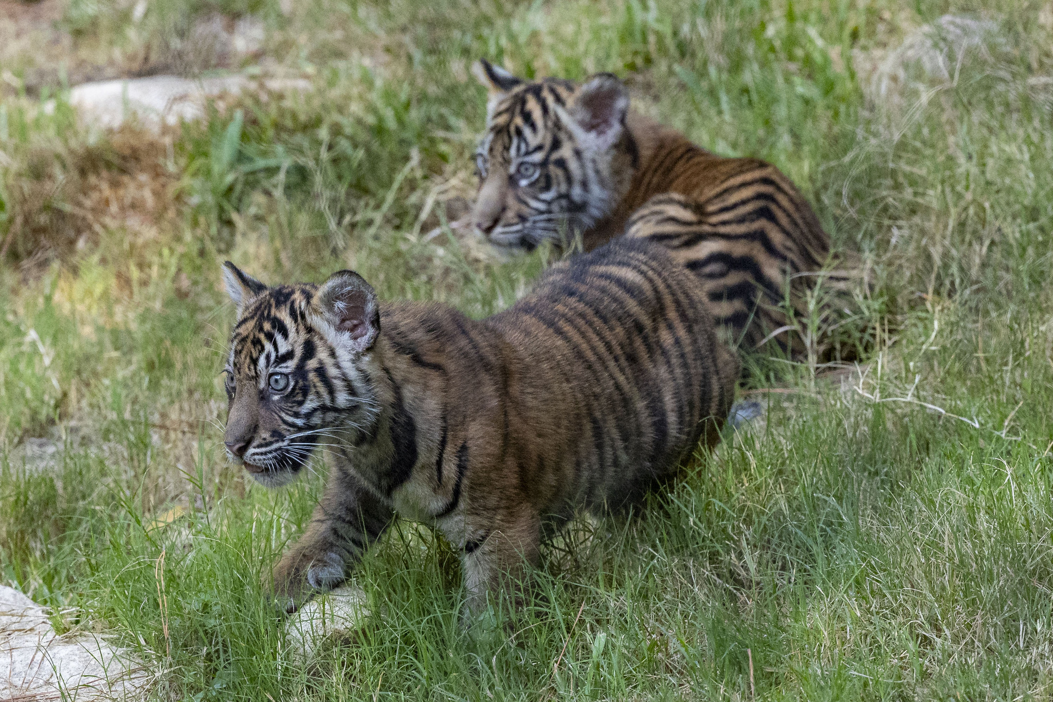 San Diego Zoo Safari Park debuts two endangered Sumatran tiger cub