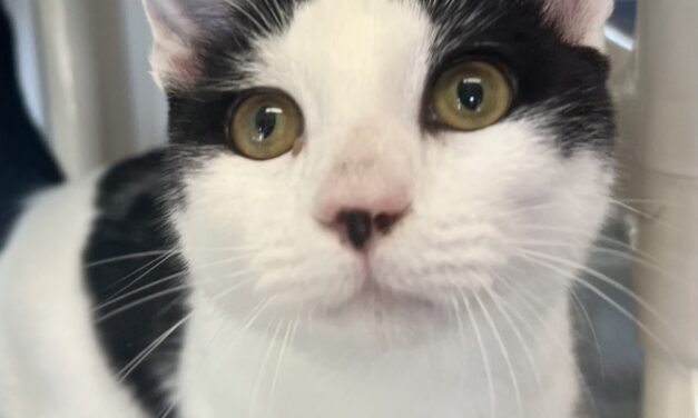 RCHS Pet of the week: Babadook