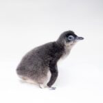 First Little Blue Penguin hatched at Birch Aquarium